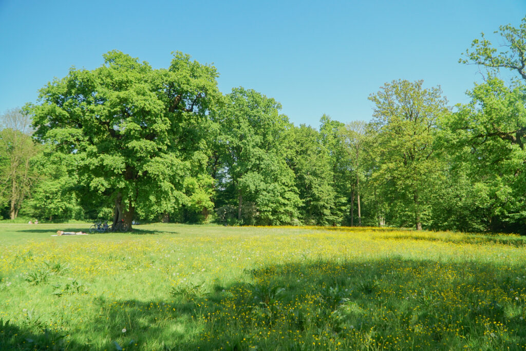 Die alten Eichen im Jenischpark laden an heißen Tagen zum Picknick im Schatten ein. Auf den großen Wiesen kann man Ball spielen oder an dem Bach Flottbek spielen.